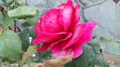 Bolero rose photo