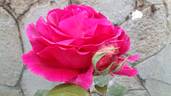 Bolero rose photo