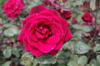 Paola rose photo