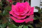 Paola rose photo