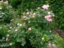 Souvenir de Greuville rose photo