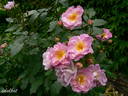 Souvenir de Greuville rose photo
