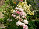Souvenir de Greuville rose photo