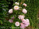 Souvenir de Greuville rose photo