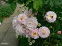 Souvenir de Greuville rose photo