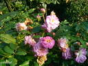Souvenir de Greuville rose photo