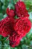Rotkäppchen rose photo