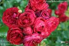 Rotkäppchen rose photo