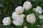 Sneprinsesse ® rose photo