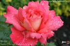 Waikiki rose photo