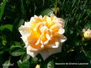 Souvenir de Charles Laemmel rose photo