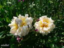 Souvenir de Charles Laemmel rose photo