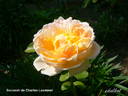 Souvenir de Charles Laemmel rose photo