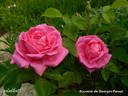 Souvenir de Georges Pernet rose photo