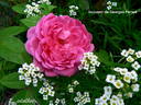Souvenir de Georges Pernet rose photo