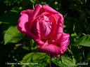 Souvenir de Georges Pernet rose photo