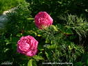 Souvenir de Georges Pernet rose photo