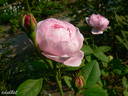 Souvenir de Hennecourt rose photo