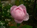 Souvenir de Hennecourt rose photo