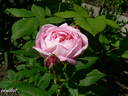 Souvenir de Hennecourt rose photo