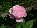 Souvenir de Hennecourt rose photo