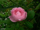 Souvenir de Hennecourt rose photo