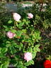 Souvenir de Hennecourt rose photo
