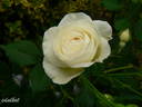 Souvenir de la Malmaison jaune rose photo