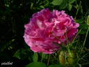 Souvenir de la Reine d'Angleterre rose photo