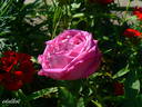 Souvenir de la Reine d'Angleterre rose photo
