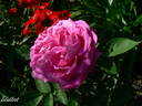 Souvenir de la Reine d'Angleterre rose photo