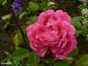 Souvenir de la Reine d'Angleterre rose photo