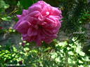 Souvenir de Lucie rose photo