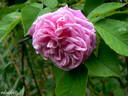 Souvenir de Lucie rose photo