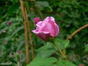 Souvenir de Lucie rose photo