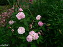 Souvenir de McKinley rose photo