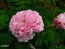 Souvenir de McKinley rose photo