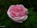 Souvenir de McKinley rose photo