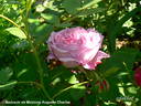 Souvenir de Madame Auguste Charles rose photo