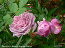 Souvenir de Madame Auguste Charles rose photo