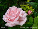 Souvenir de Madame Salati-Mongellaz rose photo