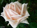 Souvenir de Madame Salati-Mongellaz rose photo