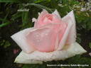 Souvenir de Madame Salati-Mongellaz rose photo