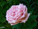 Souvenir de Madame Salati-Mongellaz rose photo