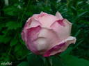 Souvenir de Madame Salati-Mongellaz rose photo