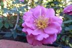 Lavender Kordana rose photo
