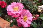 Lavender Kordana rose photo