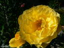 Souvenir de Marcel Proust rose photo