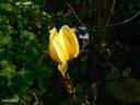 Souvenir de Marcel Proust rose photo