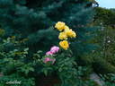 Souvenir de Marcel Proust rose photo